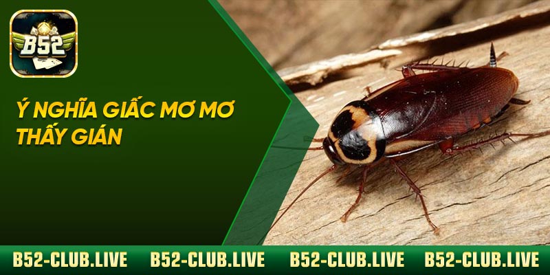 Ý nghĩa giấc mơ mơ thấy gián